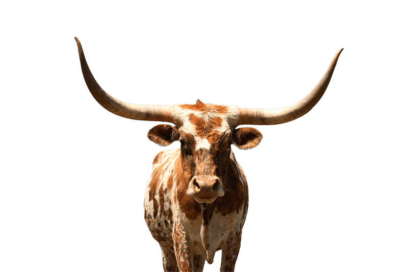The university of Texas at Austin mascot Longhorn